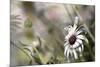 Silver Daisy I-Karin Connolly-Mounted Art Print