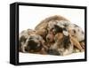 Silver Dapple Miniature Dachshund Puppies Cuddled up with Tortoiseshell Dwarf Lop Doe Rabbit-Jane Burton-Framed Stretched Canvas