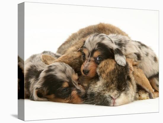 Silver Dapple Miniature Dachshund Puppies Cuddled up with Tortoiseshell Dwarf Lop Doe Rabbit-Jane Burton-Stretched Canvas