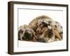 Silver Dapple Miniature Dachshund Puppies Cuddled up with Tortoiseshell Dwarf Lop Doe Rabbit-Jane Burton-Framed Photographic Print