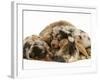 Silver Dapple Miniature Dachshund Puppies Cuddled up with Tortoiseshell Dwarf Lop Doe Rabbit-Jane Burton-Framed Photographic Print