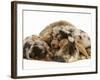 Silver Dapple Miniature Dachshund Puppies Cuddled up with Tortoiseshell Dwarf Lop Doe Rabbit-Jane Burton-Framed Photographic Print