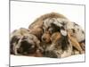Silver Dapple Miniature Dachshund Puppies Cuddled up with Tortoiseshell Dwarf Lop Doe Rabbit-Jane Burton-Mounted Photographic Print