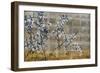 Silver Dogwood-Liz Jardine-Framed Art Print