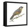 Silver-Eared Mesia (Leiothrix Argentauris), Birds-Encyclopaedia Britannica-Framed Stretched Canvas