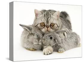 Silver Exotic Cat Cuddling up with Two Baby Silver Rabbits-Jane Burton-Stretched Canvas