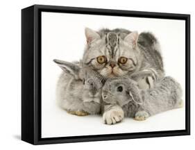 Silver Exotic Cat Cuddling up with Two Baby Silver Rabbits-Jane Burton-Framed Stretched Canvas