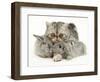 Silver Exotic Cat Cuddling up with Two Baby Silver Rabbits-Jane Burton-Framed Premium Photographic Print