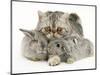 Silver Exotic Cat Cuddling up with Two Baby Silver Rabbits-Jane Burton-Mounted Premium Photographic Print