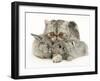 Silver Exotic Cat Cuddling up with Two Baby Silver Rabbits-Jane Burton-Framed Photographic Print