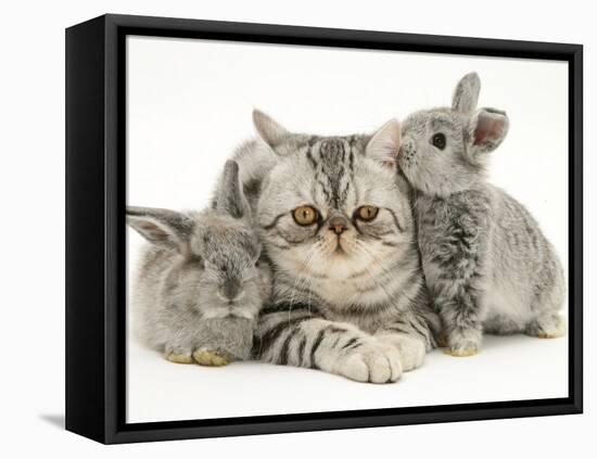 Silver Exotic Cat with Two Silver Baby Rabbits-Jane Burton-Framed Stretched Canvas