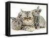 Silver Exotic Cat with Two Silver Baby Rabbits-Jane Burton-Framed Stretched Canvas