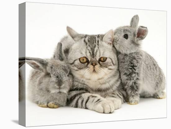 Silver Exotic Cat with Two Silver Baby Rabbits-Jane Burton-Stretched Canvas