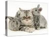 Silver Exotic Cat with Two Silver Baby Rabbits-Jane Burton-Stretched Canvas