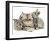 Silver Exotic Cat with Two Silver Baby Rabbits-Jane Burton-Framed Photographic Print