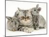 Silver Exotic Cat with Two Silver Baby Rabbits-Jane Burton-Mounted Photographic Print