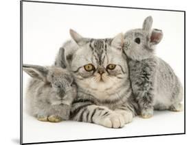 Silver Exotic Cat with Two Silver Baby Rabbits-Jane Burton-Mounted Photographic Print