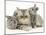 Silver Exotic Cat with Two Silver Baby Rabbits-Jane Burton-Mounted Photographic Print