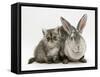 Silver Exotic Kitten, 9-Week with Silver Rex Doe Rabbit-Jane Burton-Framed Stretched Canvas