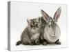 Silver Exotic Kitten, 9-Week with Silver Rex Doe Rabbit-Jane Burton-Stretched Canvas