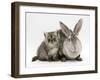 Silver Exotic Kitten, 9-Week with Silver Rex Doe Rabbit-Jane Burton-Framed Photographic Print