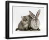 Silver Exotic Kitten, 9-Week with Silver Rex Doe Rabbit-Jane Burton-Framed Photographic Print