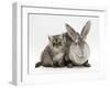 Silver Exotic Kitten, 9-Week with Silver Rex Doe Rabbit-Jane Burton-Framed Photographic Print