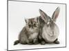 Silver Exotic Kitten, 9-Week with Silver Rex Doe Rabbit-Jane Burton-Mounted Photographic Print