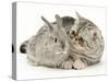 Silver Exotic Kitten Looking Inquisitively at Silver Baby Rabbit-Jane Burton-Stretched Canvas