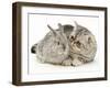 Silver Exotic Kitten Looking Inquisitively at Silver Baby Rabbit-Jane Burton-Framed Photographic Print