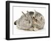 Silver Exotic Kitten Looking Inquisitively at Silver Baby Rabbit-Jane Burton-Framed Photographic Print