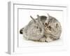 Silver Exotic Kitten Looking Inquisitively at Silver Baby Rabbit-Jane Burton-Framed Photographic Print