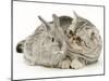 Silver Exotic Kitten Looking Inquisitively at Silver Baby Rabbit-Jane Burton-Mounted Photographic Print