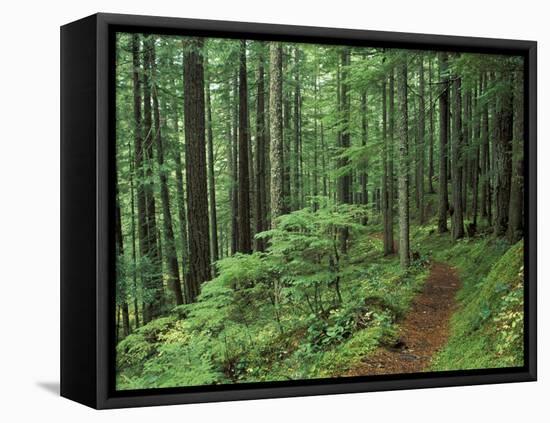 Silver Falls Trail, Mt. Rainier National Park, Washington, USA-Jamie & Judy Wild-Framed Stretched Canvas