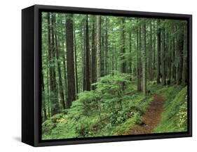 Silver Falls Trail, Mt. Rainier National Park, Washington, USA-Jamie & Judy Wild-Framed Stretched Canvas