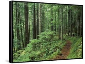 Silver Falls Trail, Mt. Rainier National Park, Washington, USA-Jamie & Judy Wild-Framed Stretched Canvas