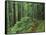 Silver Falls Trail, Mt. Rainier National Park, Washington, USA-Jamie & Judy Wild-Framed Stretched Canvas