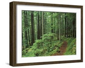 Silver Falls Trail, Mt. Rainier National Park, Washington, USA-Jamie & Judy Wild-Framed Premium Photographic Print