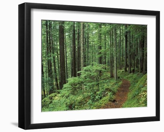 Silver Falls Trail, Mt. Rainier National Park, Washington, USA-Jamie & Judy Wild-Framed Premium Photographic Print