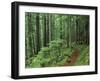 Silver Falls Trail, Mt. Rainier National Park, Washington, USA-Jamie & Judy Wild-Framed Premium Photographic Print