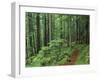 Silver Falls Trail, Mt. Rainier National Park, Washington, USA-Jamie & Judy Wild-Framed Premium Photographic Print