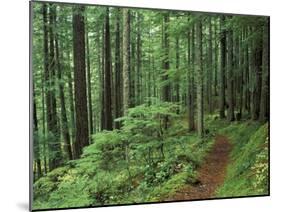 Silver Falls Trail, Mt. Rainier National Park, Washington, USA-Jamie & Judy Wild-Mounted Premium Photographic Print