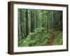 Silver Falls Trail, Mt. Rainier National Park, Washington, USA-Jamie & Judy Wild-Framed Photographic Print