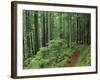 Silver Falls Trail, Mt. Rainier National Park, Washington, USA-Jamie & Judy Wild-Framed Photographic Print