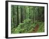 Silver Falls Trail, Mt. Rainier National Park, Washington, USA-Jamie & Judy Wild-Framed Photographic Print