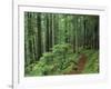 Silver Falls Trail, Mt. Rainier National Park, Washington, USA-Jamie & Judy Wild-Framed Photographic Print