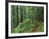 Silver Falls Trail, Mt. Rainier National Park, Washington, USA-Jamie & Judy Wild-Framed Photographic Print