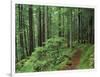 Silver Falls Trail, Mt. Rainier National Park, Washington, USA-Jamie & Judy Wild-Framed Photographic Print