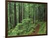 Silver Falls Trail, Mt. Rainier National Park, Washington, USA-Jamie & Judy Wild-Framed Photographic Print