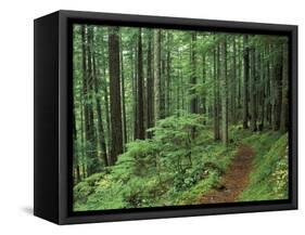 Silver Falls Trail, Mt. Rainier National Park, Washington, USA-Jamie & Judy Wild-Framed Stretched Canvas